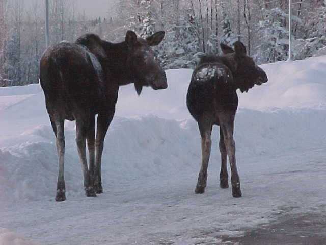 Moose at Carr Gottstein Building