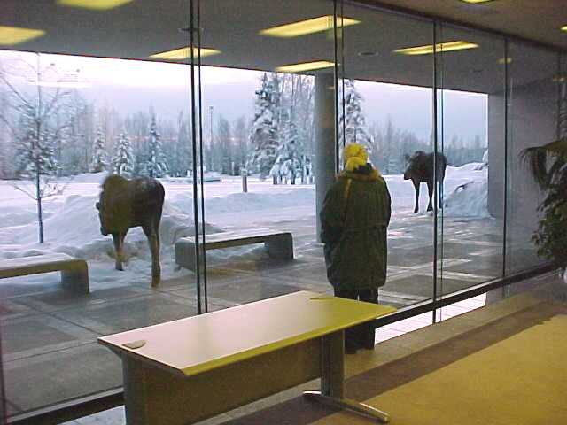 Moose at Carr Gottstein Building